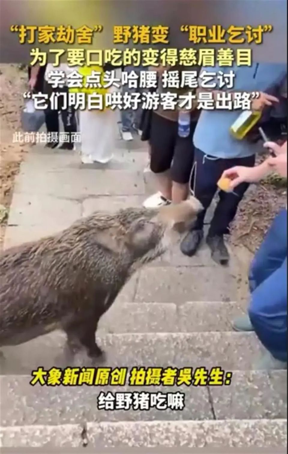 数十头野猪拖家带口乞讨深圳 网友惊呆