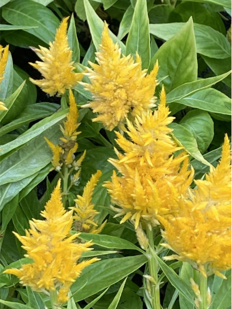 雨中鸡冠花漂亮