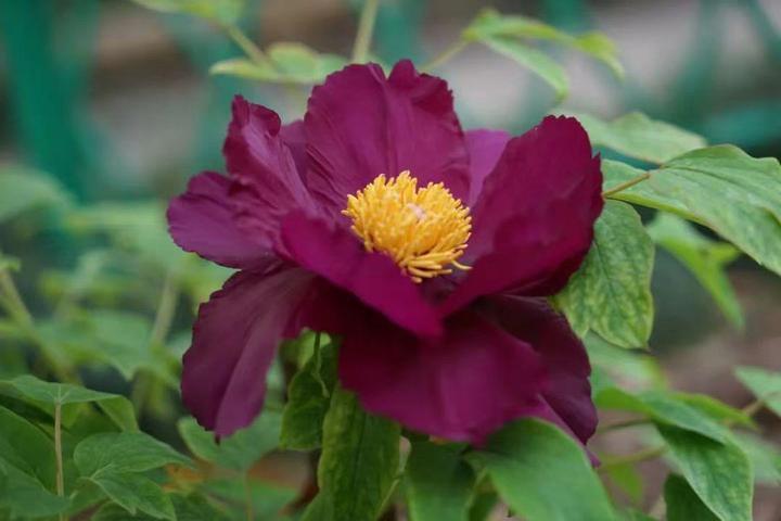 开花率达80六和塔牡丹花进入盛花期小长假一起来赏花吧