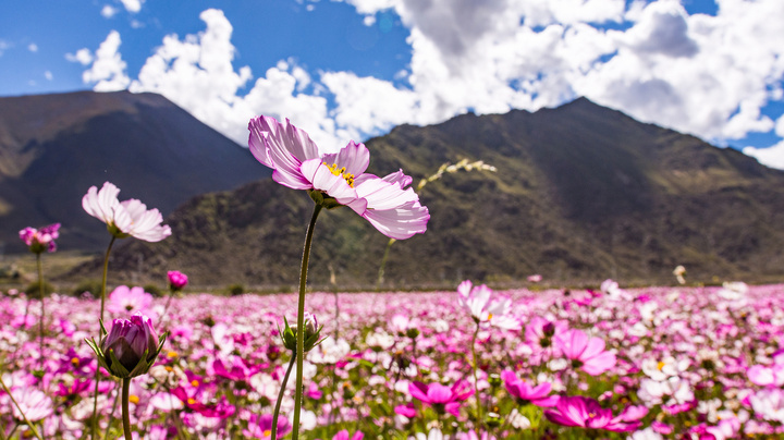 潮评丨三十年援藏情,种出最美"格桑花"