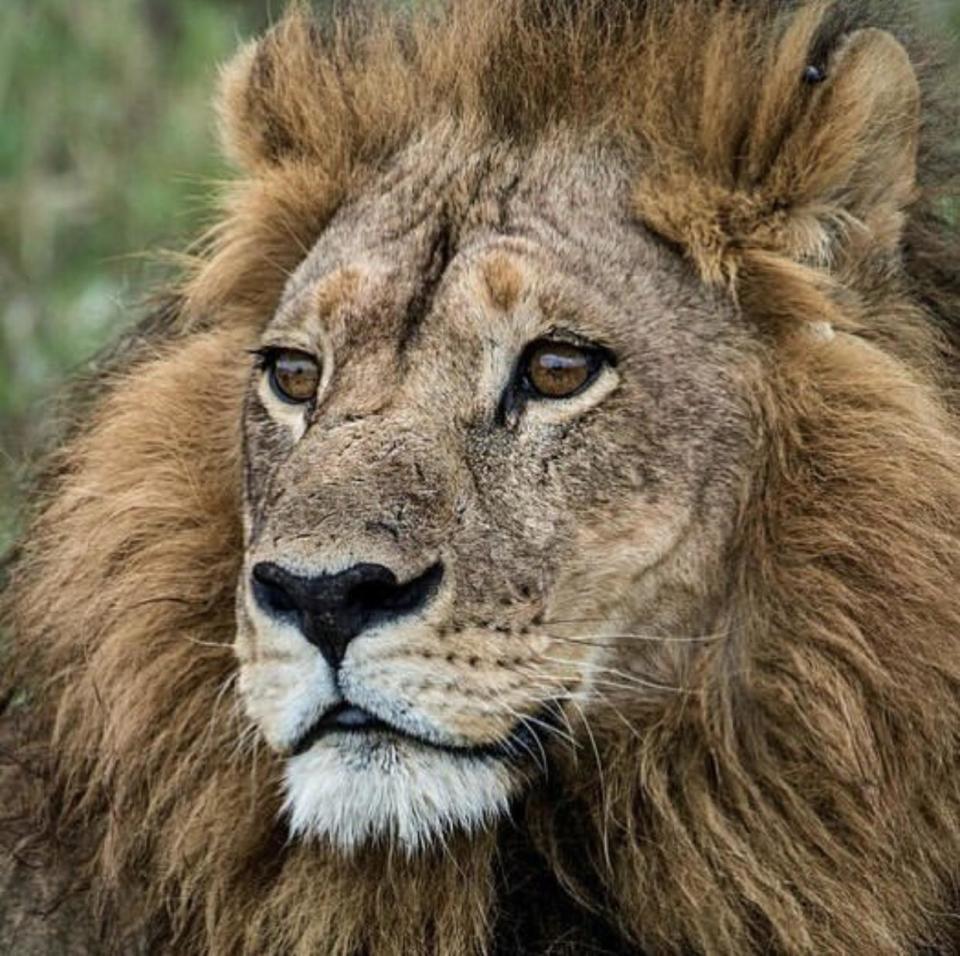只有雄狮才有鬃毛?博茨瓦纳现长鬃毛的母狮,它为何女扮男装
