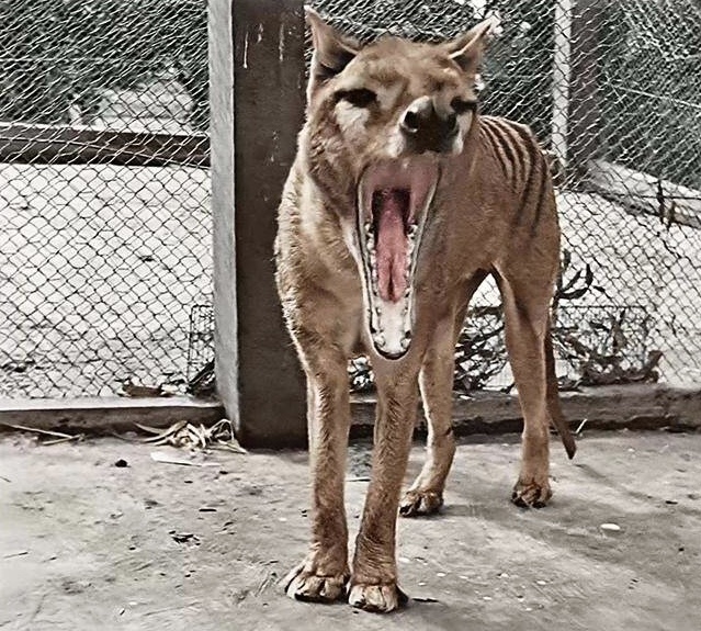 科学家拟复活袋狼,灭绝的袋狼或还存在?千次目击事或提供新线索_腾讯