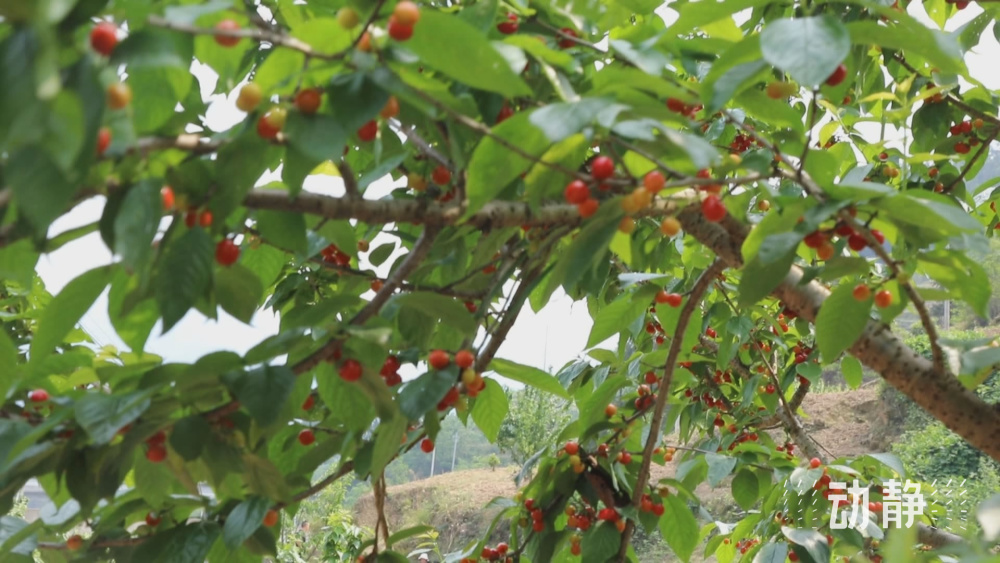 贵州樱桃熟了果大味甜快来尝鲜