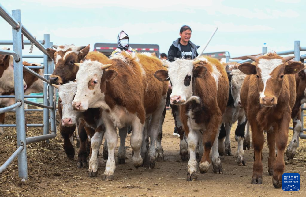 欢喜牲畜交易市场一片繁忙景象,来自全国各地的客商在交易日进行黄牛
