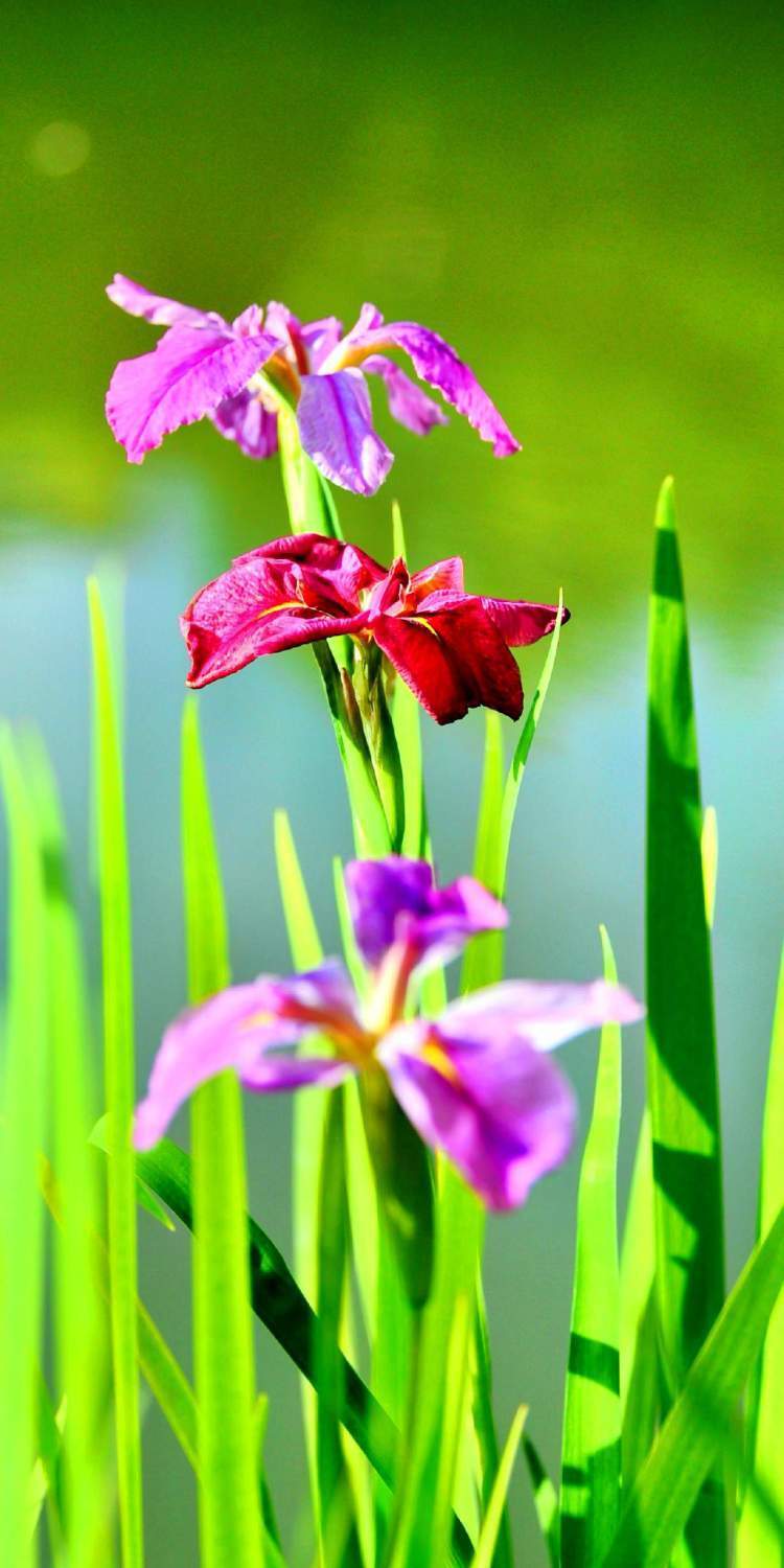 "听翠湖"畔鸢尾花