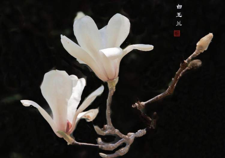 龙腾申城白玉兰抬眸一笑润泽添