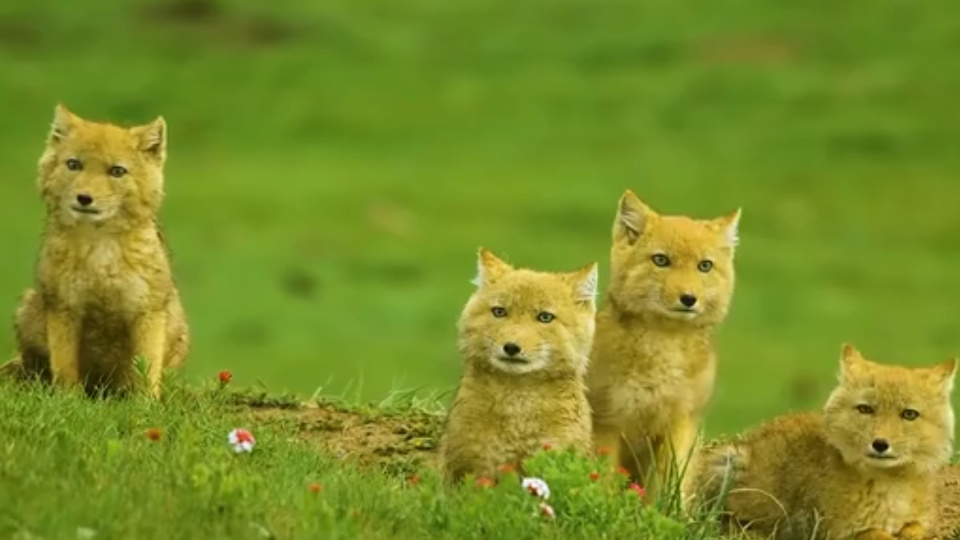 青海拍摄到藏狐觅食,"方脸"表情包多爱自己的狐崽?