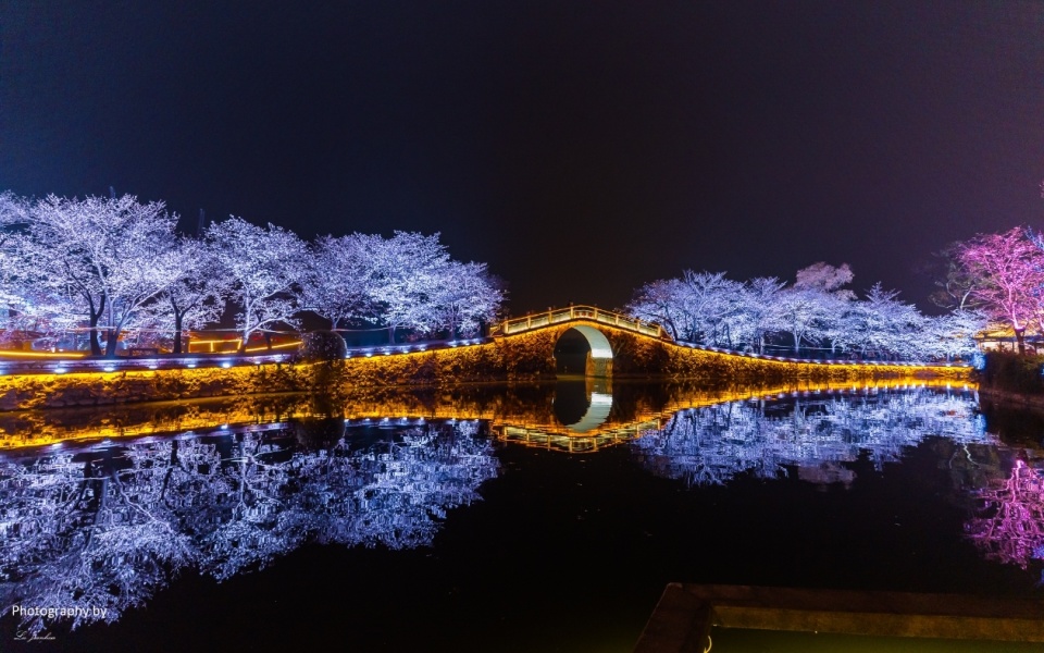 无锡太湖鼋头渚长春桥夜樱