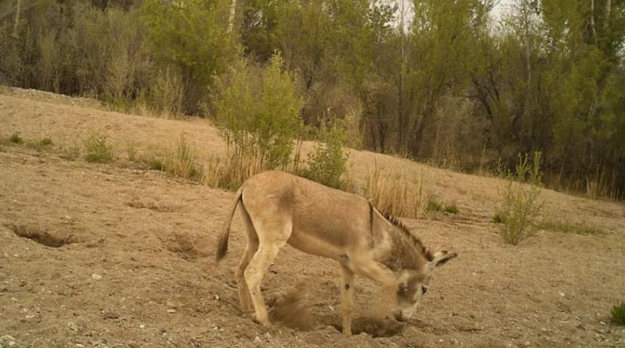 内蒙古出现野驴生存能力爆表冬天吃积雪解渴旱季会自己打井