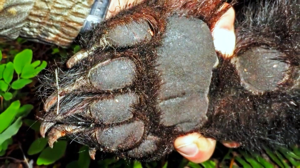 5只黑熊熊掌被青岛海关查获,熊掌对熊多重要?为何成人类垂涎目标?