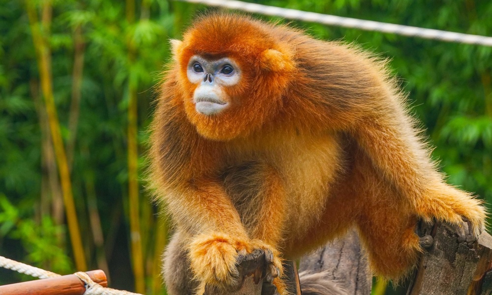 神农架川金丝猴首次"下山" ,武汉动物园"树上王国"添新成员_腾讯新闻