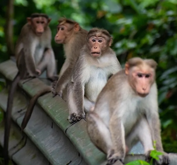 猴子跳到迪帕克的身上撕咬,撕开孩子的腹部后,将爪子伸进了他的体内.