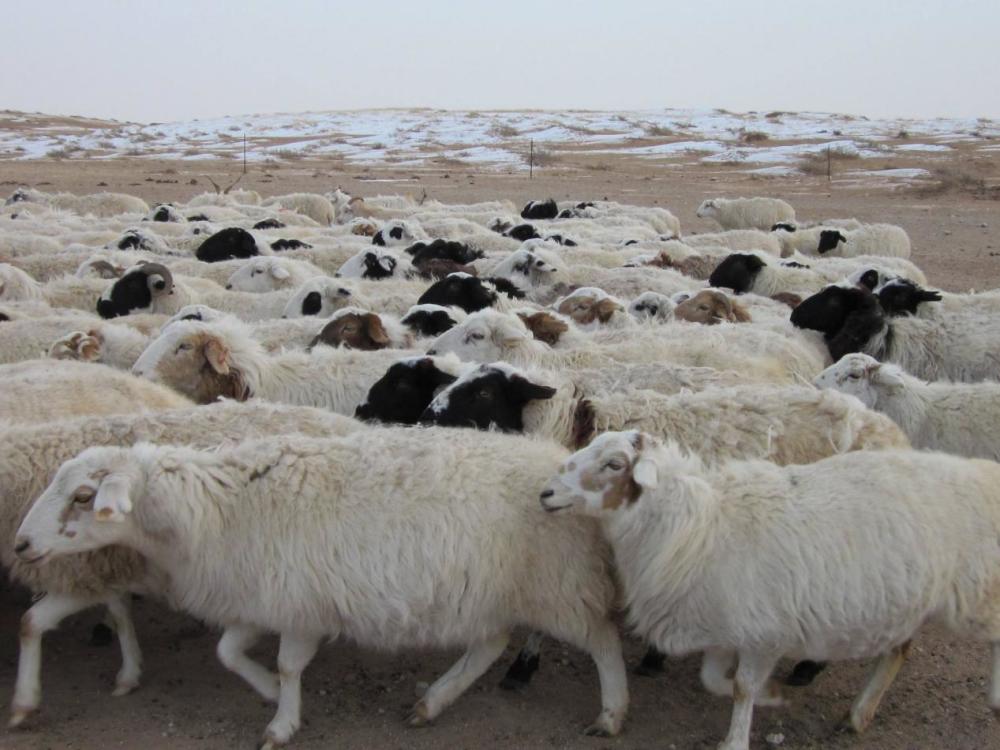 品质最高的还得是呼伦贝尔的绵羊,锡林郭勒的苏尼特羊和乌珠穆沁羊
