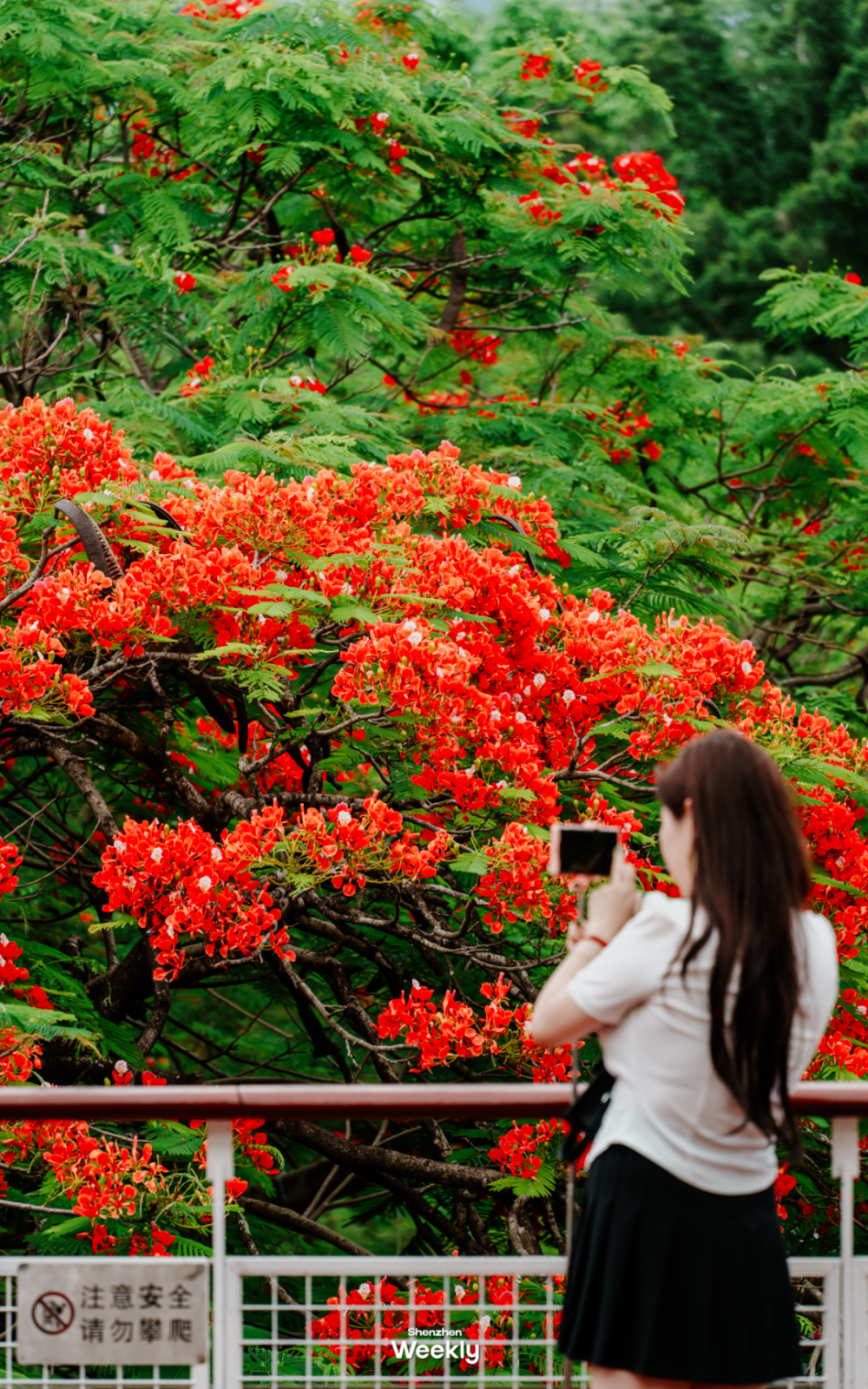 深圳夏天第一片花海,火了