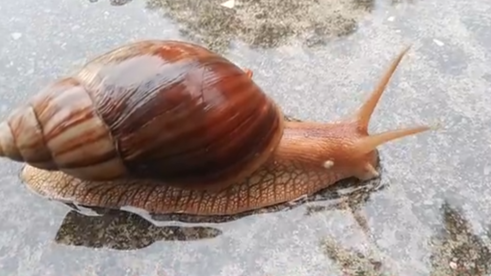 携带多种病菌非洲大蜗牛频现海口,雌雄同体繁殖力惊人,家里发现咋办
