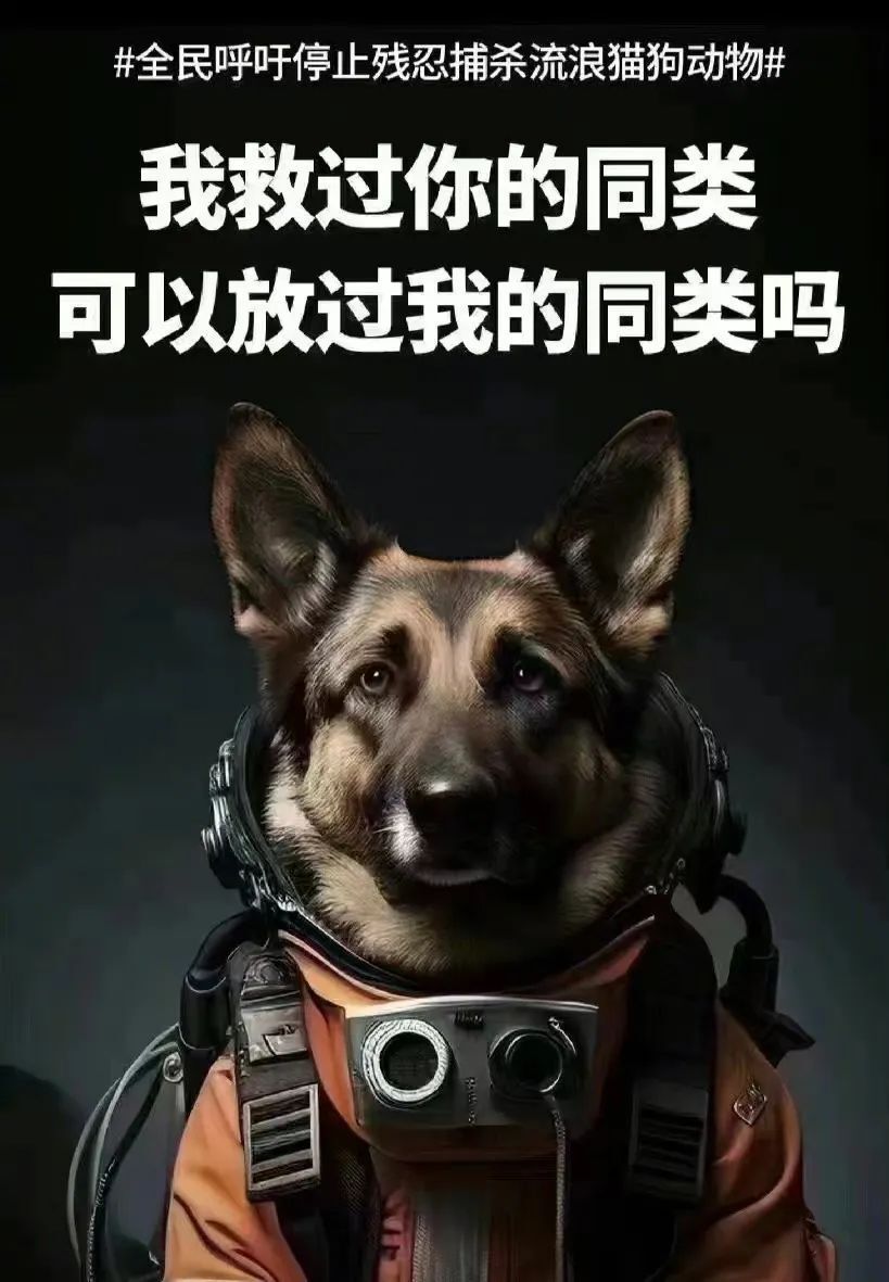 众星为流浪狗发声陈乔恩李小冉被骂张馨予获网友力挺