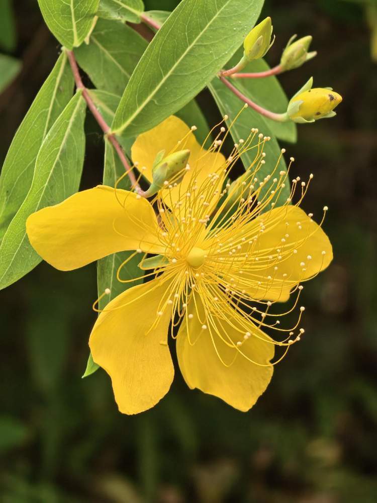 五月里的金丝桃花