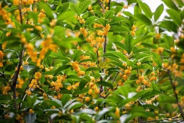 农村俗语:桂花门前立,贵人站门内,啥意思?种桂花有什么讲究?_腾讯新闻