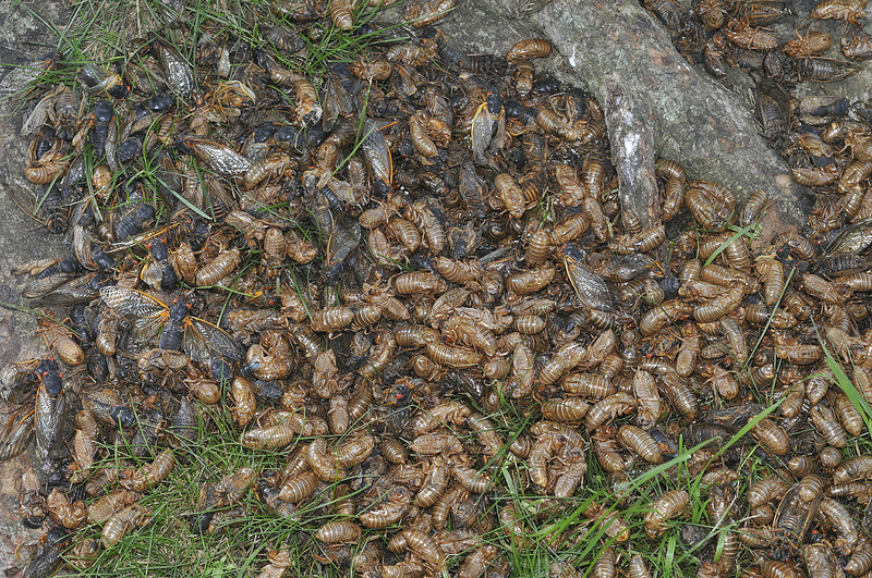 221年来最大"蝉灾",到底因何而来?|流浪自然