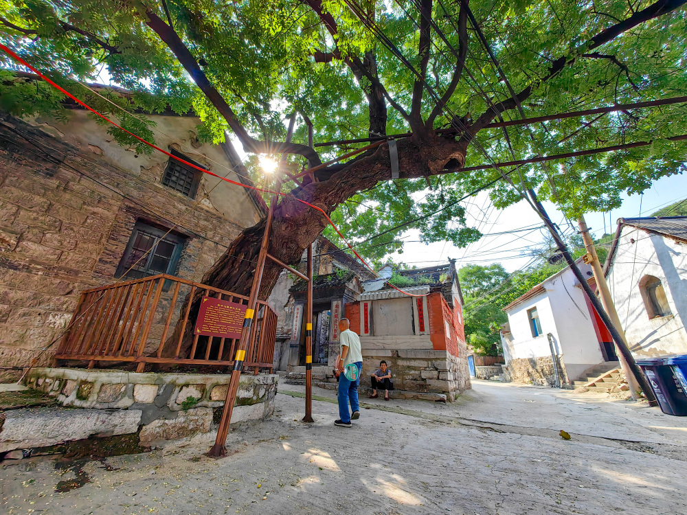 博山响泉村寻古,不只有流苏五月晴雪,还有长成北斗七星的古槐_腾讯