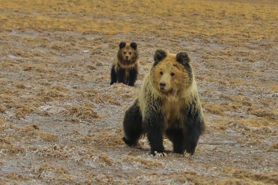 青海现藏马熊妈妈带娃玩水,遇到单独活动的棕熊幼崽,为何须远离