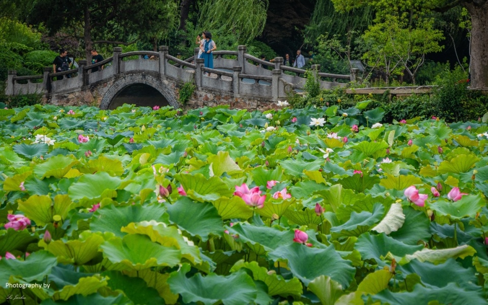 蠡园夏日,一场雨后的惊喜,让空气变得清新,湿度恰到好处,荷花在雨水的