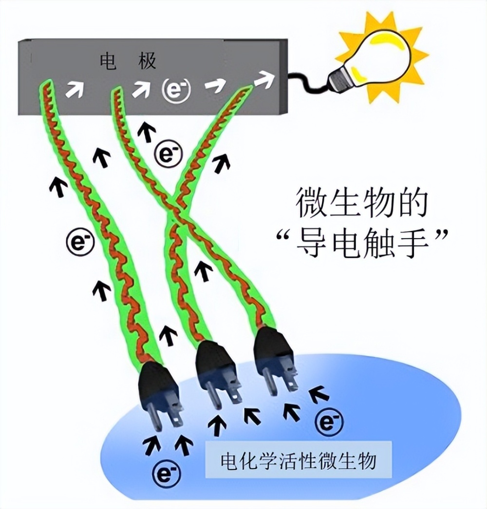 隨著研究的不斷深入,科學家們還在嗜熱發酵菌,藍細菌,沼澤紅假單胞菌