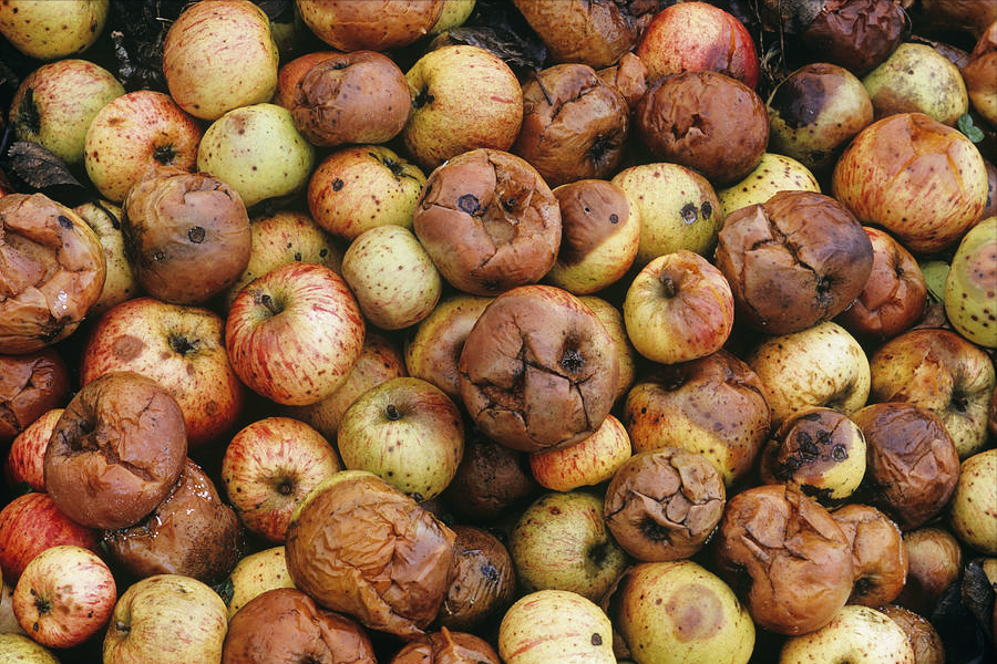 烂苹果进果汁厂被举报,调查结果出来了,果汁厂成了唯一的"受害者"?