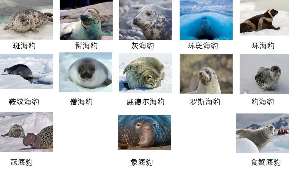 青島海面上出現疑似海豹的大型生物,如何區分海豹,海獅和海狗?