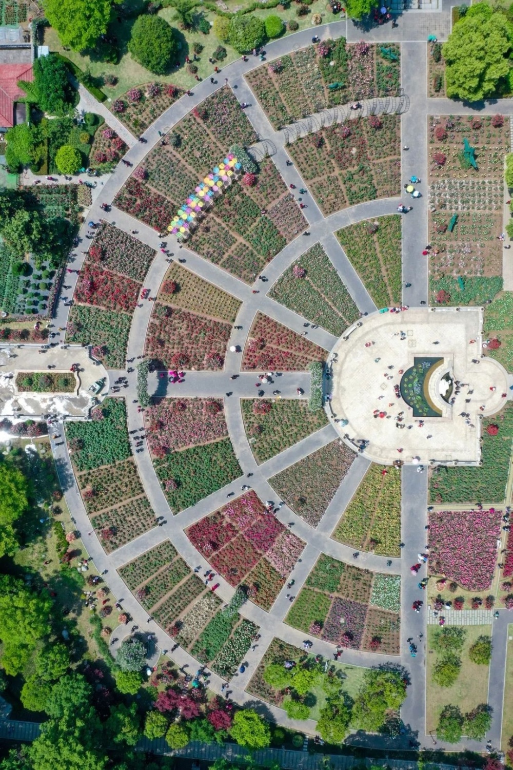 月季爱好者,这个假期来和平公园看花花_腾讯新闻