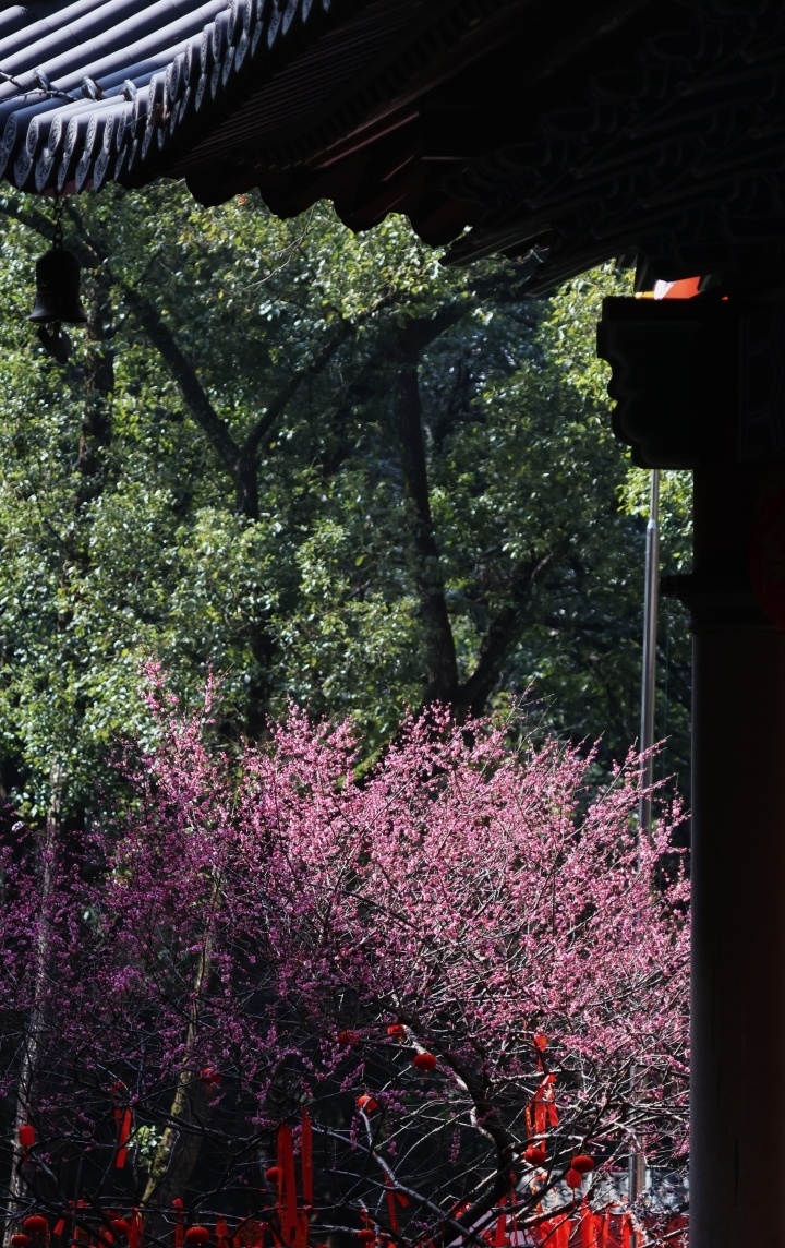 晚潮|大佛寺,繁花次第盛开_腾讯新闻