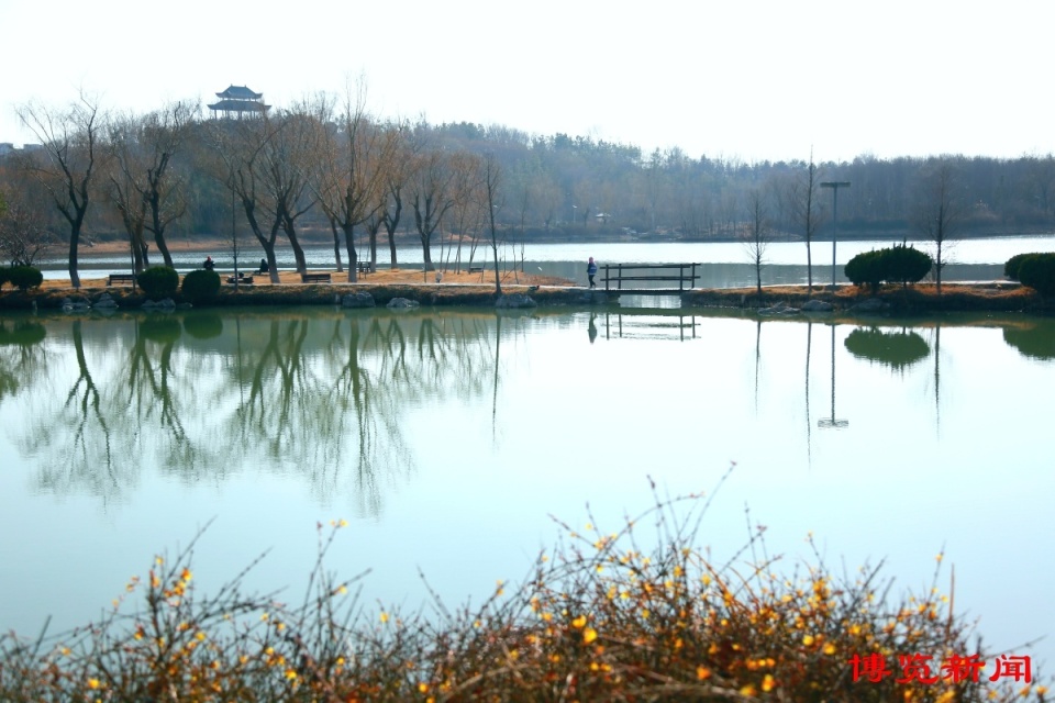 3月13日早晨,桓台红莲湖公园,杨柳风来水波浅