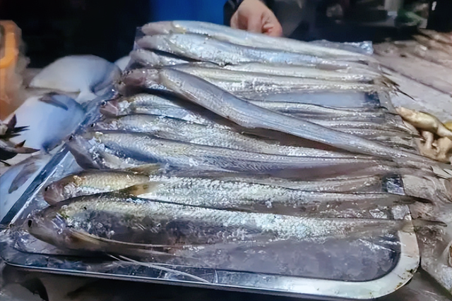 清明节前卖到5000元一斤,长江禁捕后,养殖刀鱼成"印钞机"?_腾讯新闻