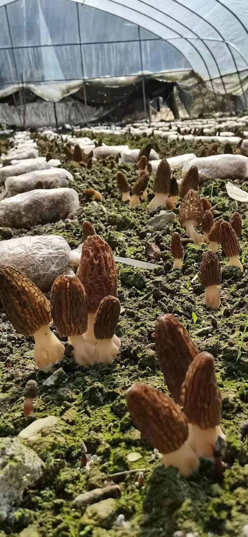 有毒的鹿花菌与羊肚菌外形颇为相似,经常因为野外采集误食而引起中毒