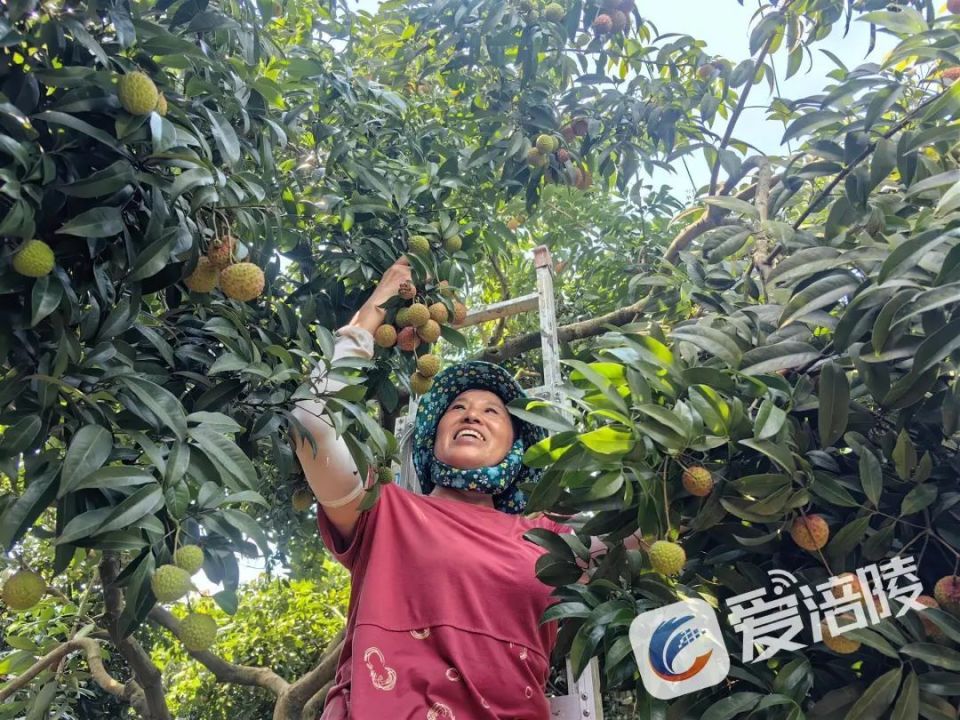 地理视角看《长安的荔枝》，大唐“三日鲜达”背后的地理奇迹！_腾讯新闻