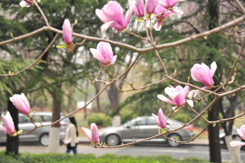 博览视频淄博之春繁花满城姹紫嫣红