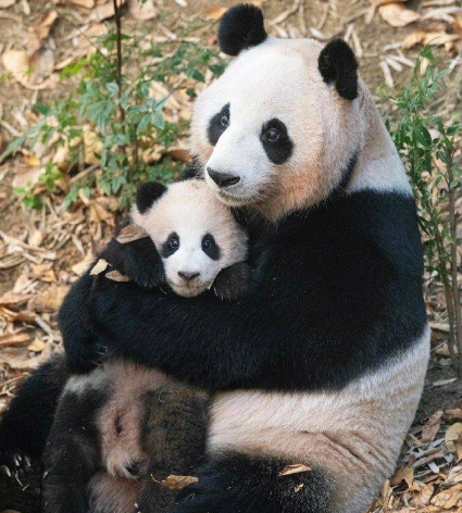 大熊猫宝宝通常在半岁到一岁左右,会被断奶.