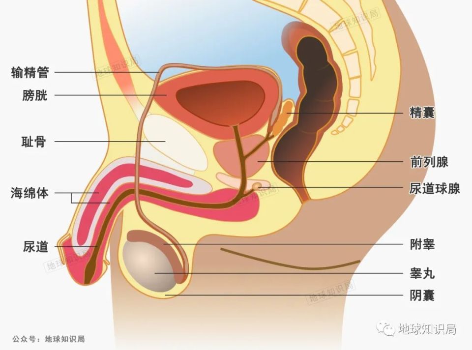附睾,输精管,射精管和尿道是运输精子的生殖管道,附睾还有暂时贮存
