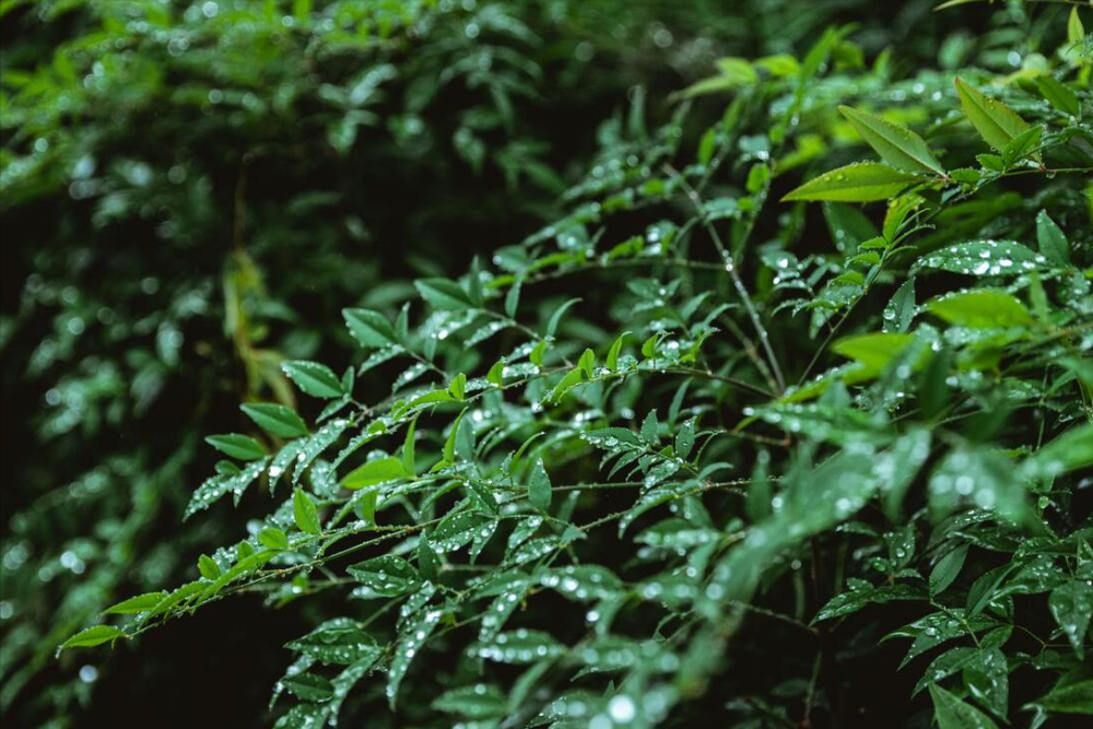 雨带停留时间称为"梅雨季节",梅雨季节开始的一天称为"入梅",结束的