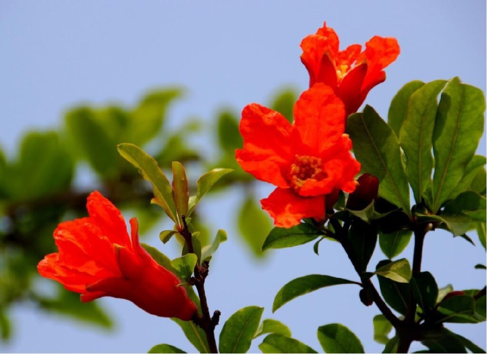 西安市花石榴花与广州市花木棉"并蒂绽放"广州塔