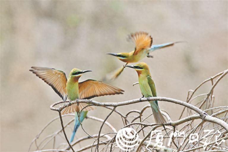 "房屋已打扫,欢迎入住",栗喉蜂虎来厦受到"礼遇"_腾讯新闻