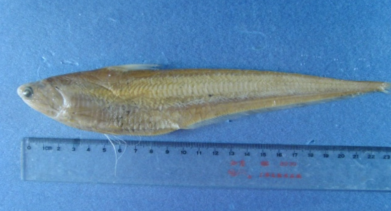 8000元一斤长江野生刀鱼,却在江苏一鱼塘现身,啥情况?