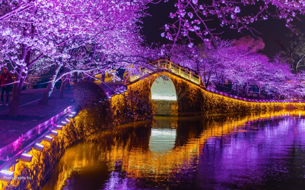 无锡太湖鼋头渚长春桥夜樱