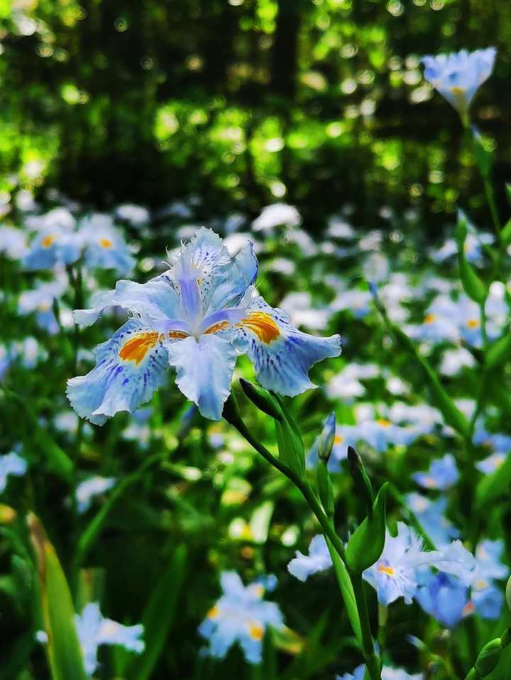 晚潮|看尽繁花才知春_腾讯新闻