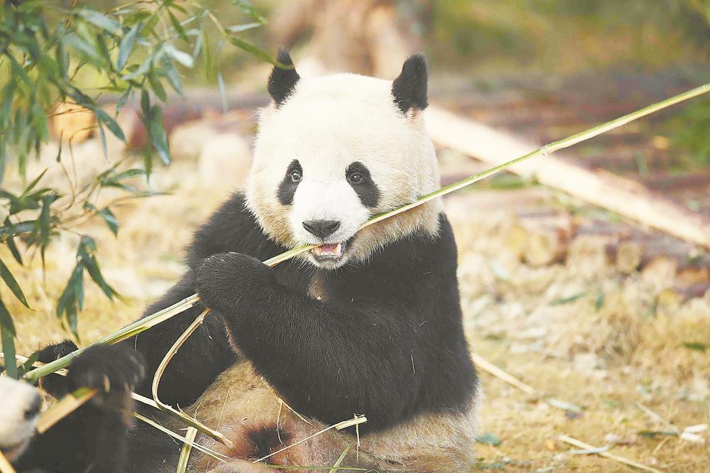 大熊貓來福州了 這次是5隻 - 