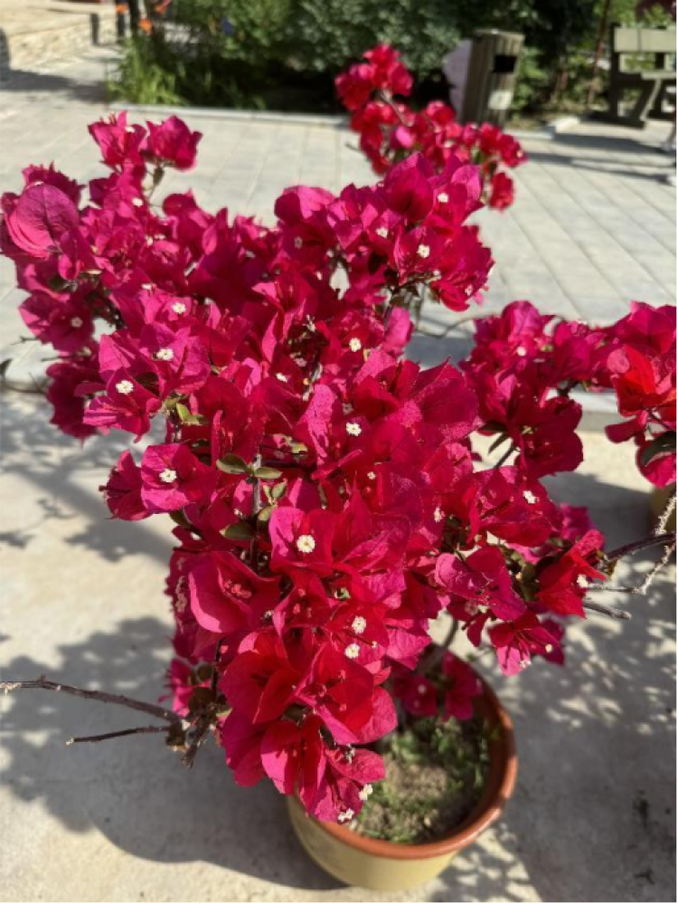 三角梅在夕阳的映衬下,如橙色的火焰般炫目;三角梅姹紫嫣红,盛开如