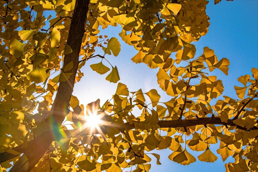 2024年啥时候出伏?晴天好还是下雨好?有什么预兆?老祖宗咋说?