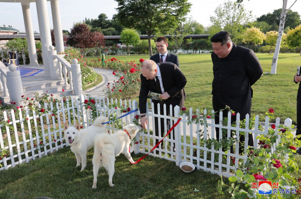 爱奇艺：彩霸王论坛彩霸王资料金正恩赠普京一对丰山犬