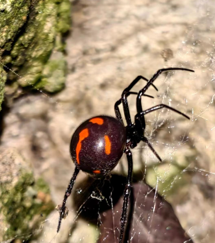 剧毒黑寡妇蜘蛛"近亲"现身青城山?专家:属实,但威胁不大