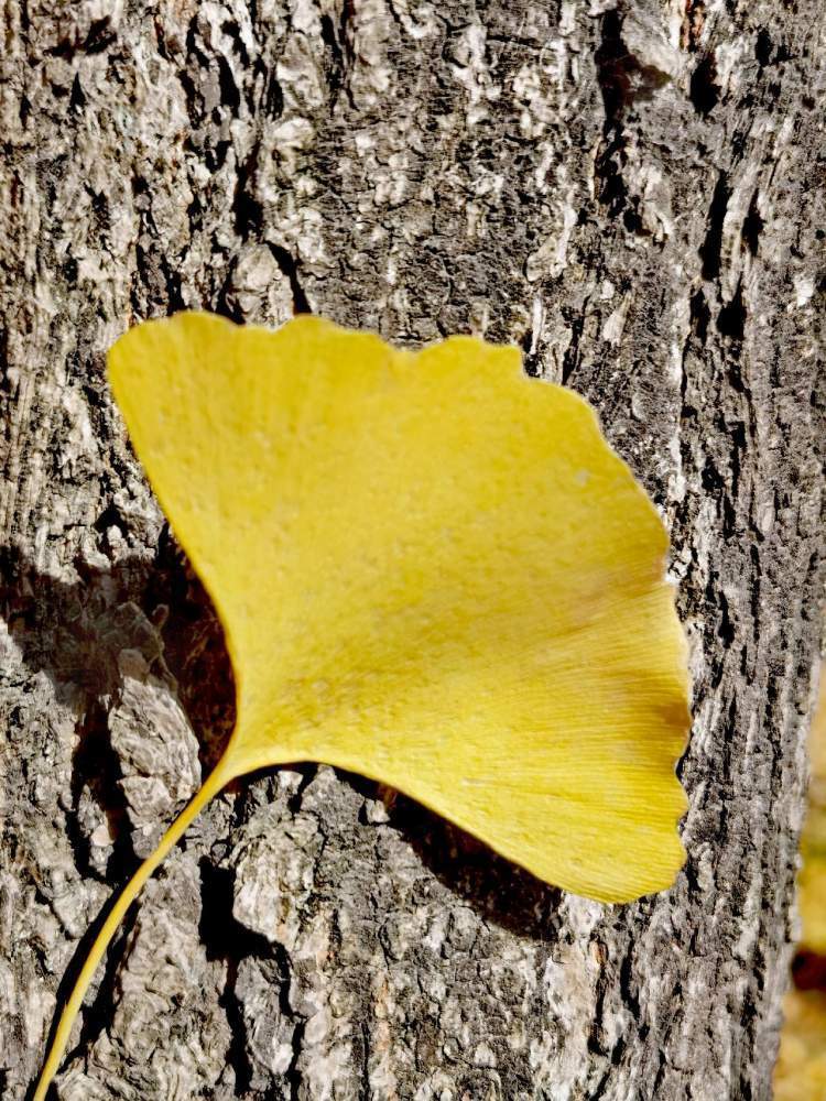 一片银杏叶